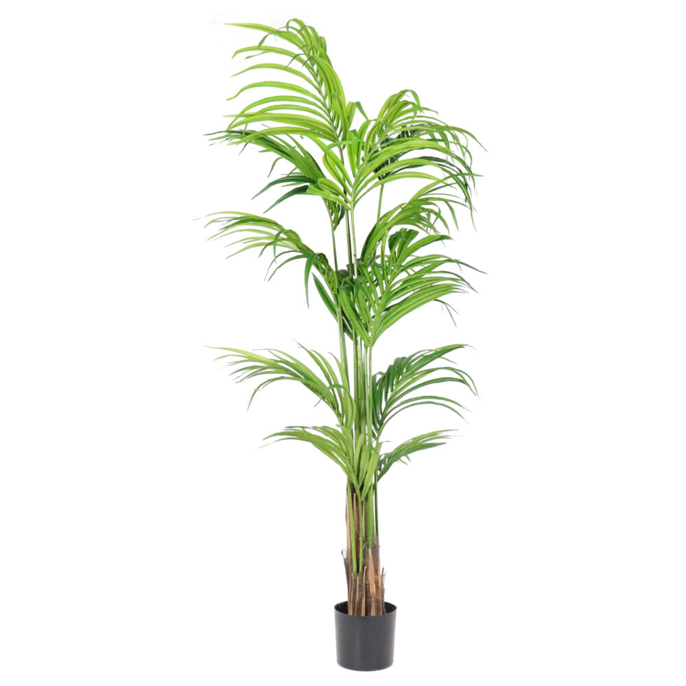 Unpotted Costa Palm Tree, 7ft