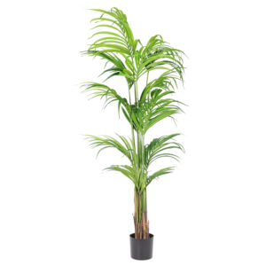 Costa Palm Tree, 7ft