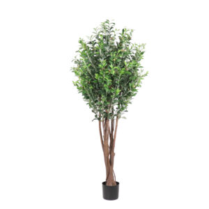 Olive Tree, 6ft