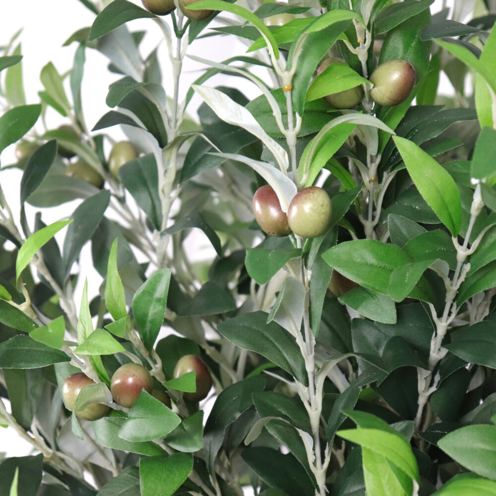 Unpotted Olive Tree, 6ft - Image 2