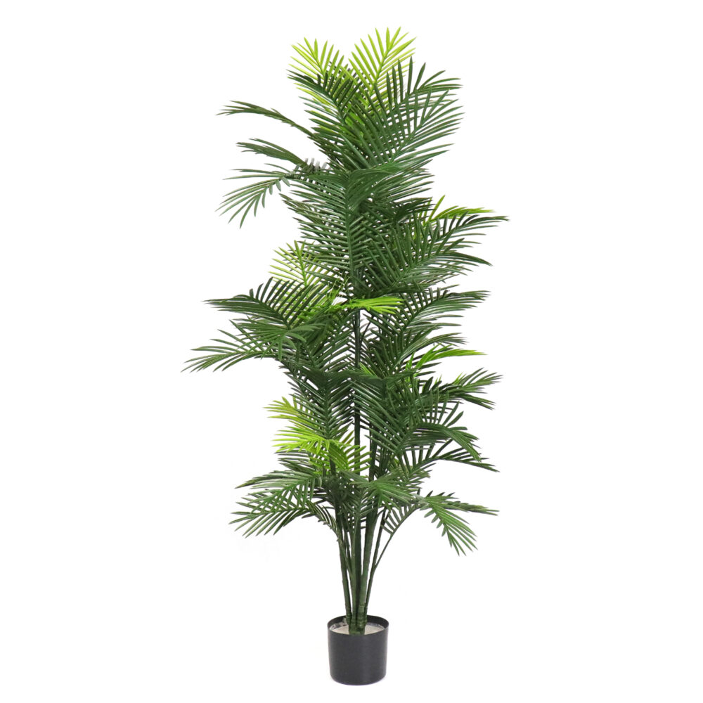 Unpotted Robellini Palm Tree, Green, 6ft (UV)