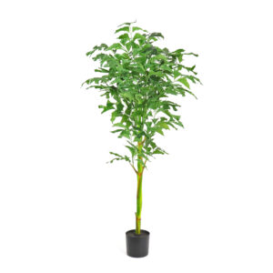 Fishtail Palm, 5.5ft (UV)