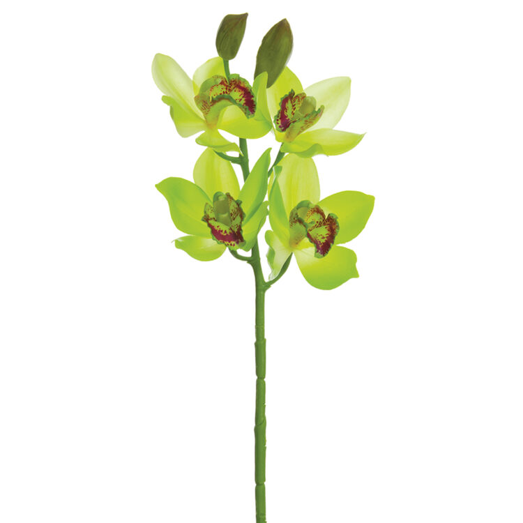 Cymbidium Orchid Spray, 19in