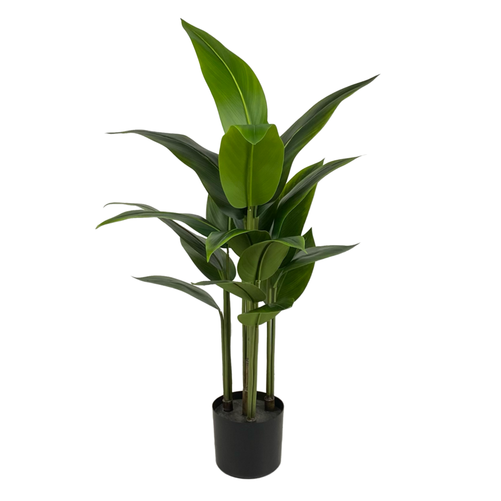 Unpotted Heliconia (Beauty Plant), 3ft