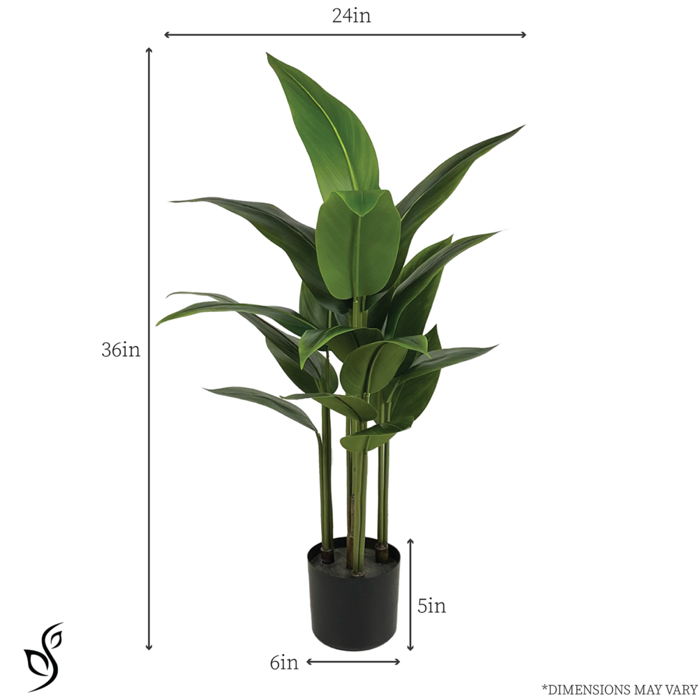 Unpotted Heliconia (Beauty Plant), 3ft - Image 4