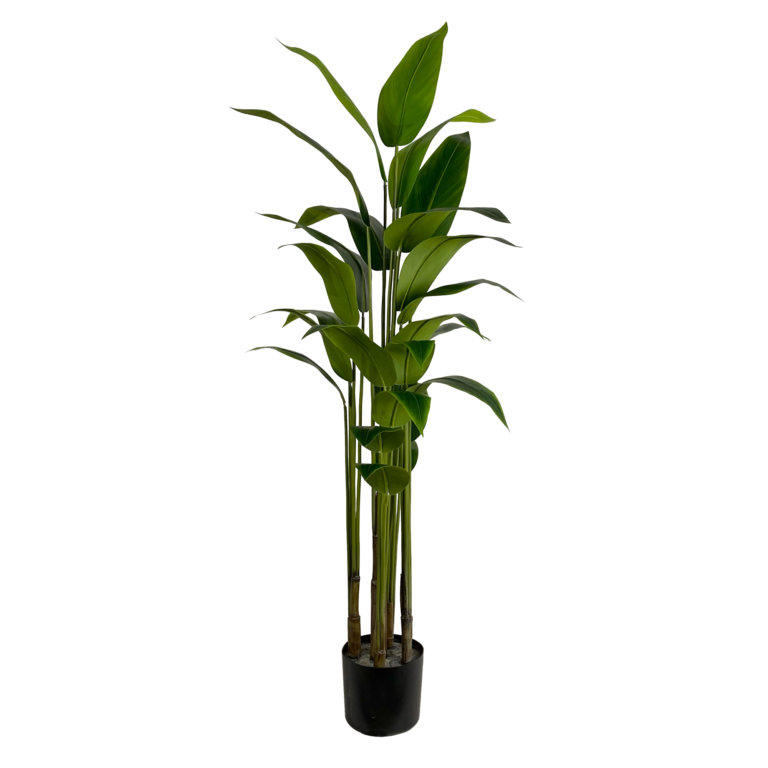 Heliconia Plant Unpotted (Beauty Plant), 5ft