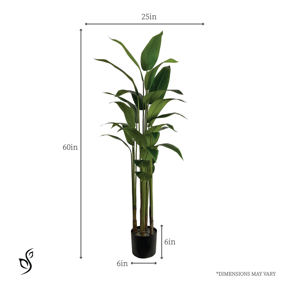 Unpotted Heliconia (Beauty Plant), 5ft - Image 4