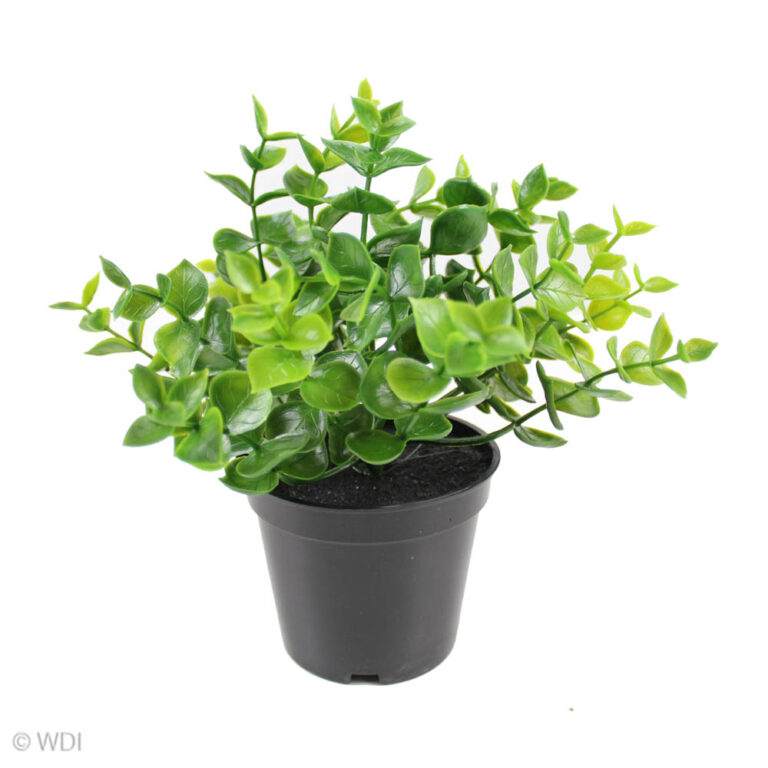 Sunrose Bush Drop-In, 7.5in
