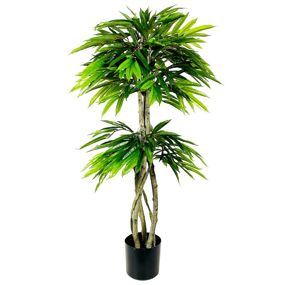 Unpotted Mango Tree, Green, 5ft (UV)