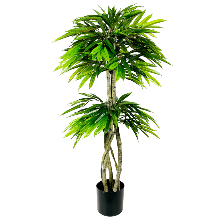 Mango Tree Unpotted, Green, 5ft (UV)