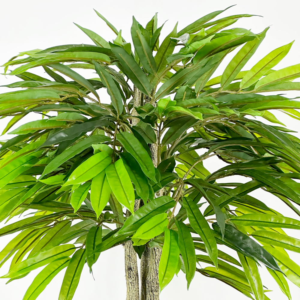 Unpotted Mango Tree, Green, 5ft (UV) - Image 3