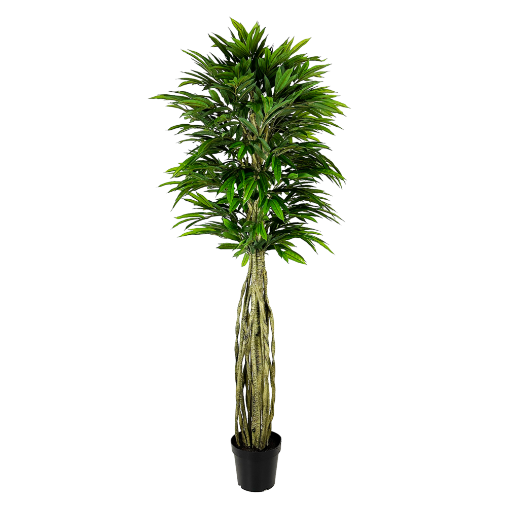 Unpotted Mango Tree, Green, 7ft (UV)