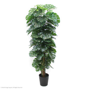 Monstera Plant w/ Pole, 6ft
