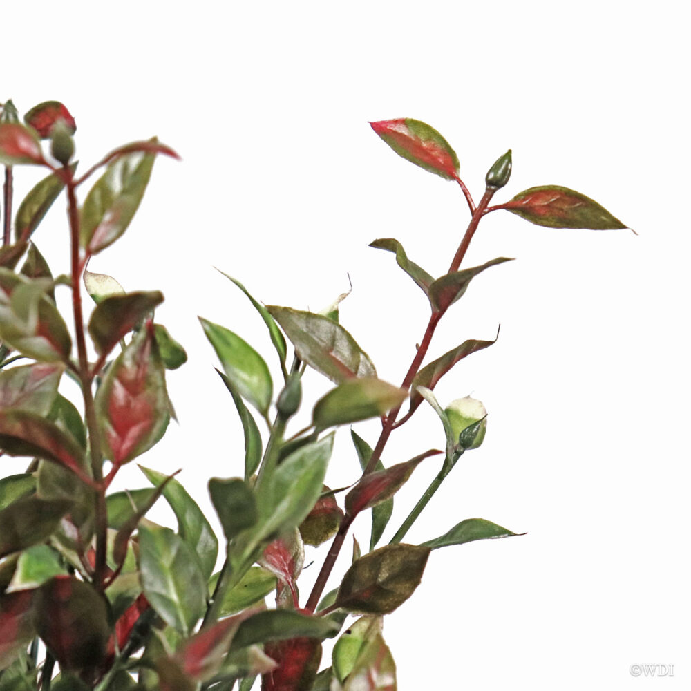 Fire Cracker Bush, Red, 18in - Image 3