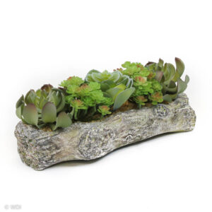 Aita Succulent Arrangement in Ceramic Wood Styled Planter, 5.5in