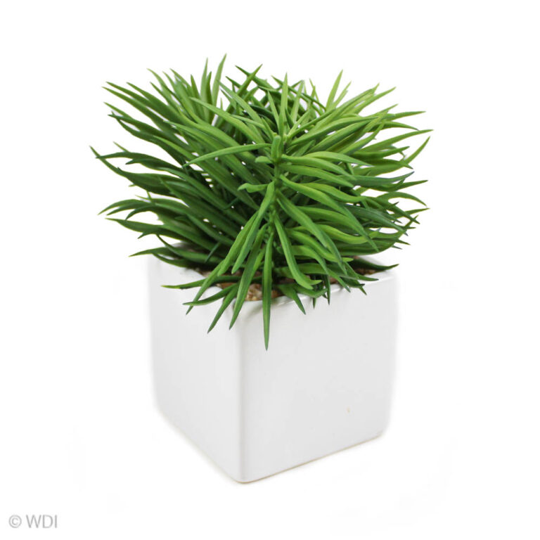 Moya Succulent in White Pot, 6in