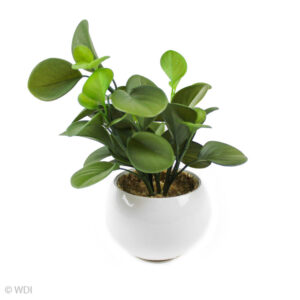 Luey Succulent in White Pot, 8in