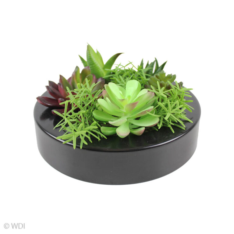 Mika Succulent in Round Black Pot, 3.5in