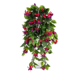 Fuchsia Hanging Vine, Burgundy, 24in (UV)