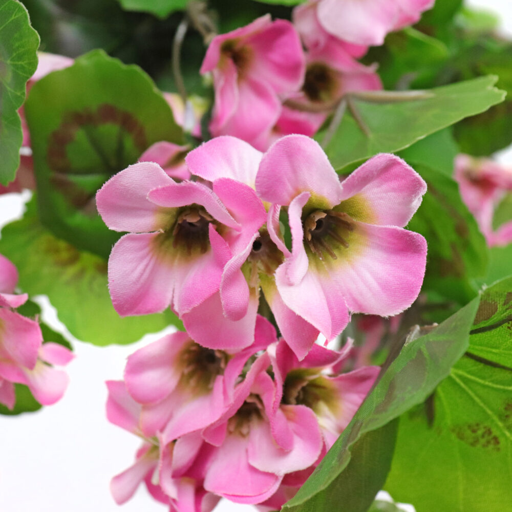 Geranium Hanging Vine, Pink, 24in (UV) - Image 2