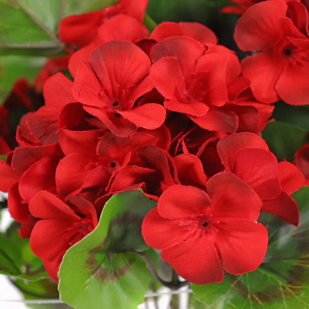 Geranium Bush, Red, 21in (UV) - Image 2