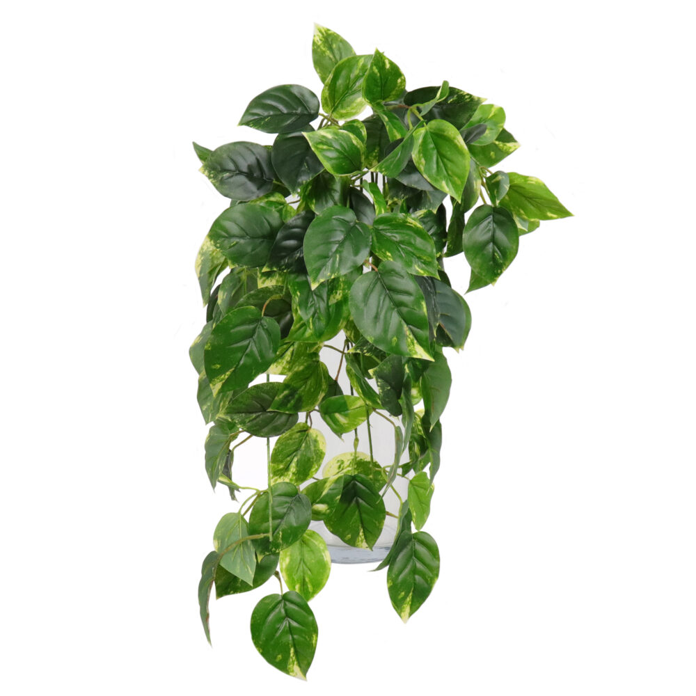 Pothos Hanging Vine, Green/Yellow, 24in (UV)