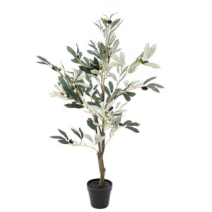 Olive Tree, 3ft