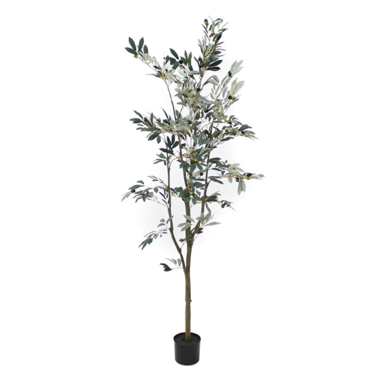 Olive Tree Unpotted, 6ft