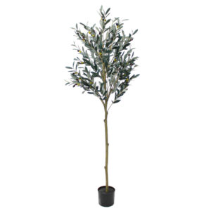 Olive Tree, 6ft