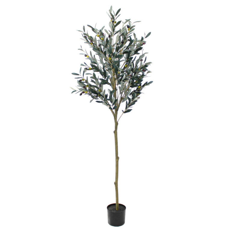 Olive Tree, 6ft