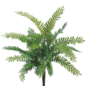 Fish Fern Vine, 18in