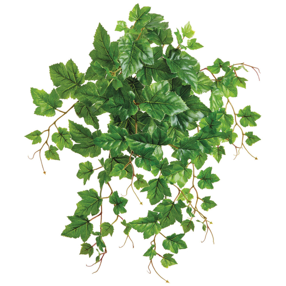 Grape Leaf Bush, 19in