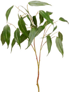 Eucalyptus Spray, 36in