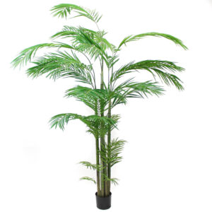 Areca Palm, 8ft