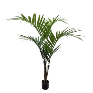 Kentia Palm, 5ft