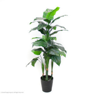 Philodendron Plant, 5ft