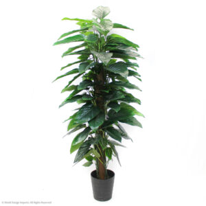 Philodendron Plant w/ Pole, 6ft