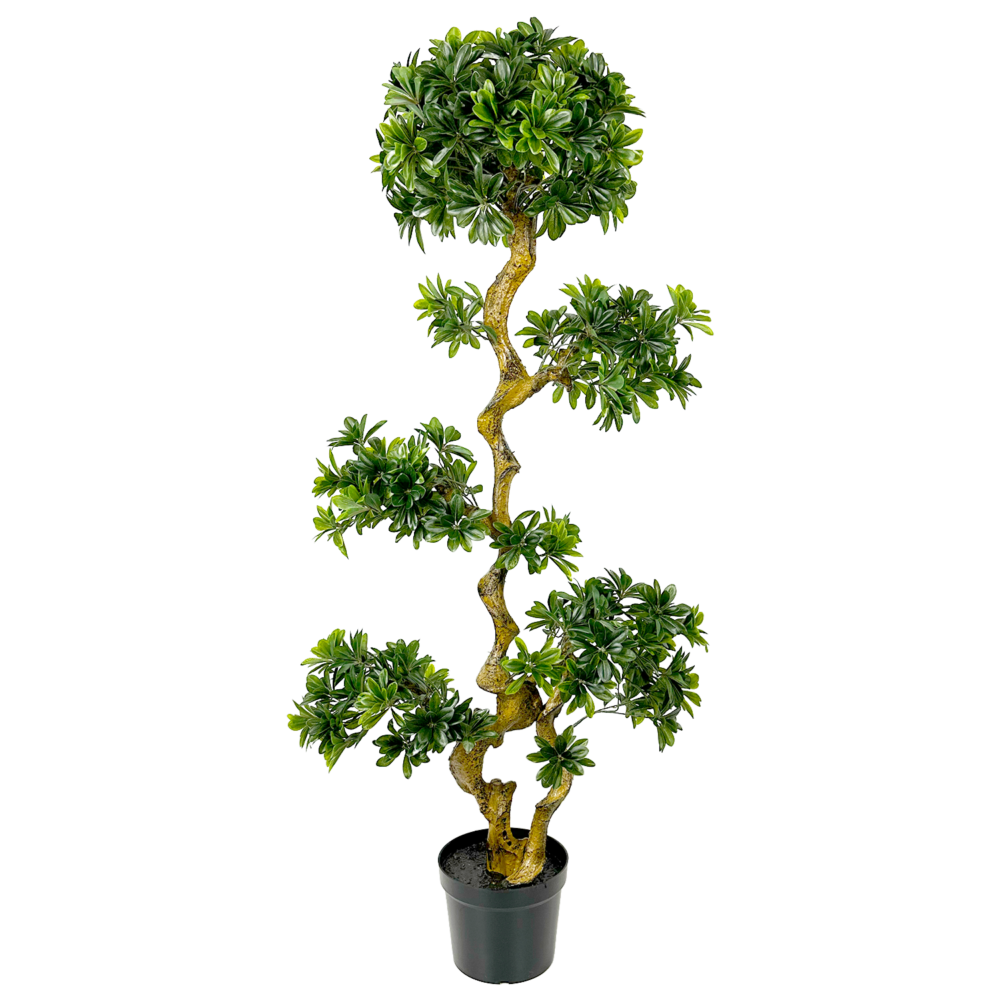 Unpotted Pittosporum Tree, Green, 5ft (UV)