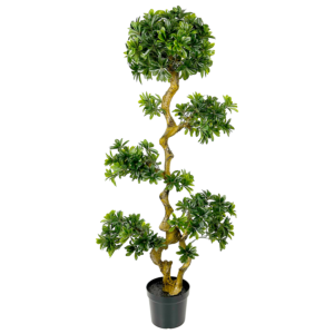 Pittosporum Tree, Green, 5ft (UV)