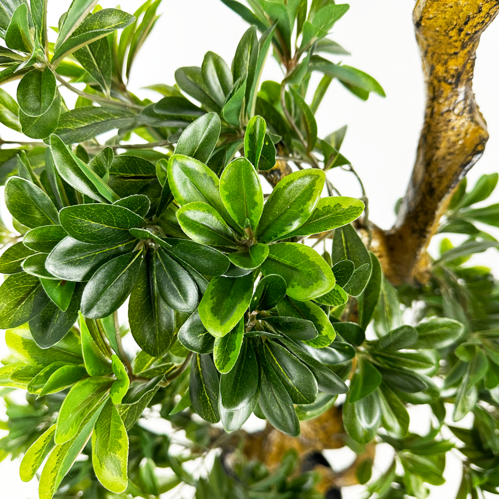 Unpotted Pittosporum Tree, Green, 5ft (UV) - Image 2