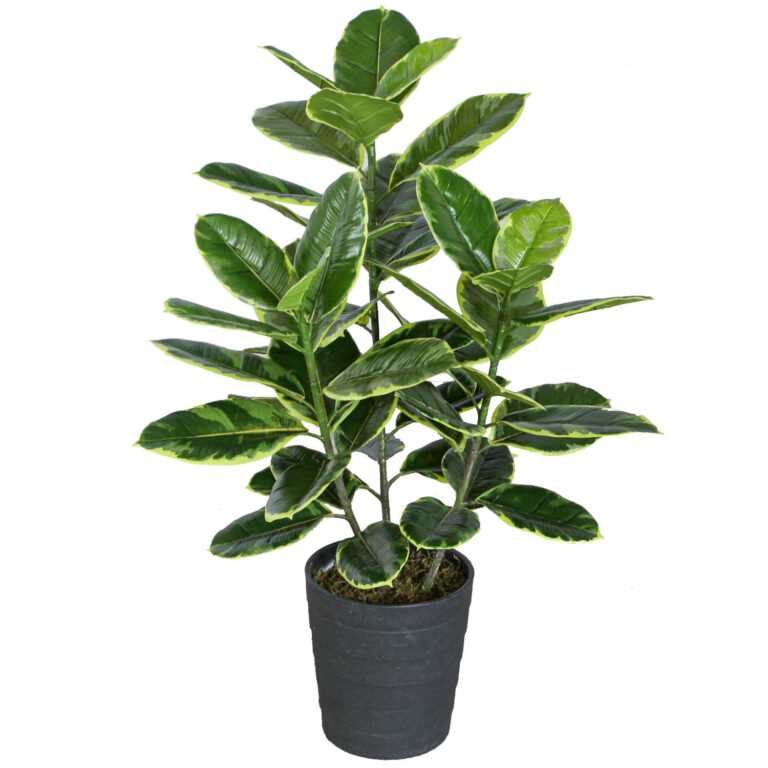 Rubber Plant, Variegated, 36in