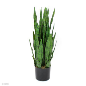 Snake Plant / Tiger Tail, Light Green, 24in