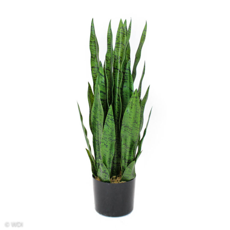 Snake Plant, Light Green, 24in