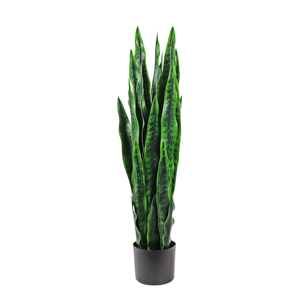 Unpotted Snake Plant / Tiger Tail, Light Green, 42in