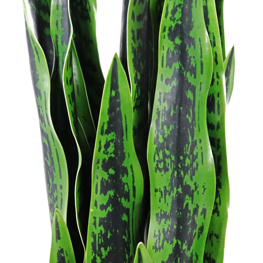 Unpotted Snake Plant / Tiger Tail, Light Green, 42in - Image 2