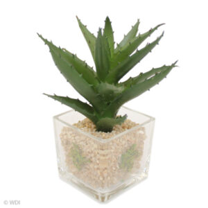 Fika Succulent in Glass Pot, 6.5in