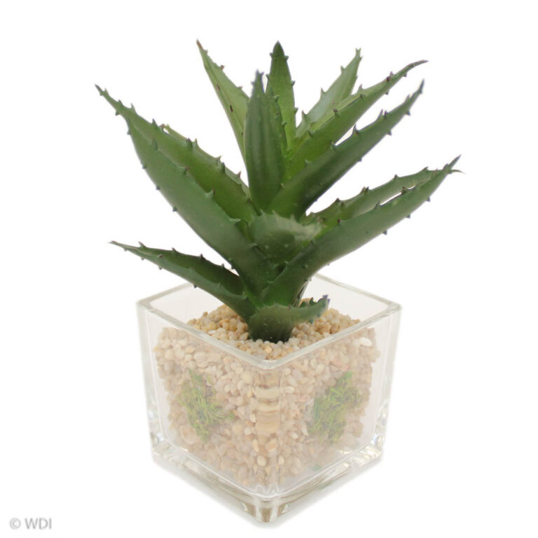 Fika Succulent in Glass Pot, 6.5in