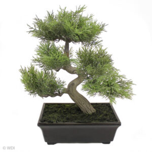 Cedar Bonsai in Black Pot, 12in