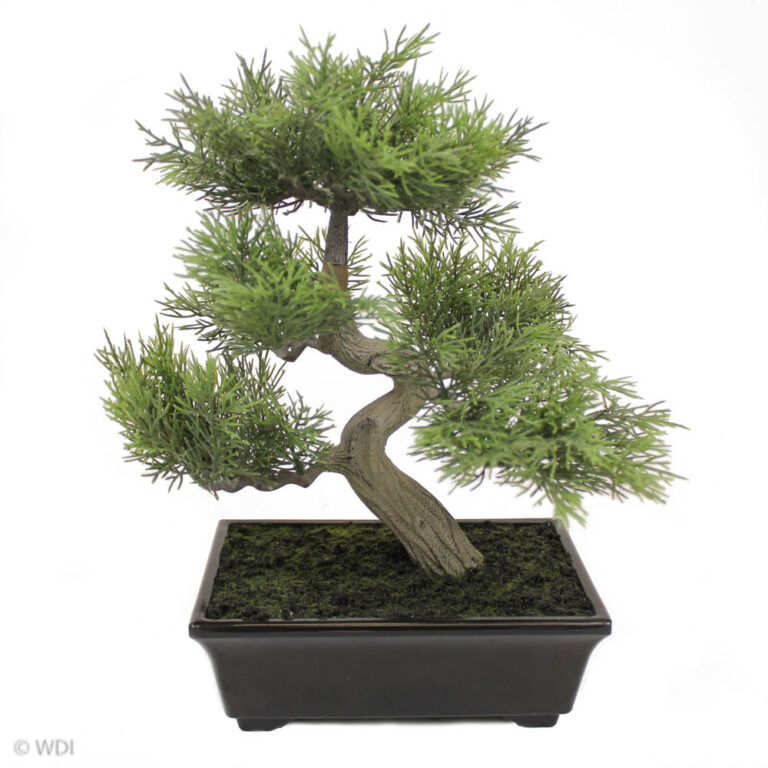 Cedar Bonsai in Black Pot, 12in