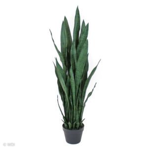 Snake Plant / Tiger Tail, Dark Green, 42in